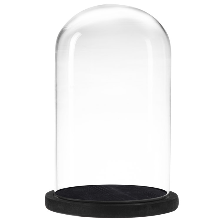 Red Barrel Studio® Jealinn Bell Jar Display Case with Wood Base
